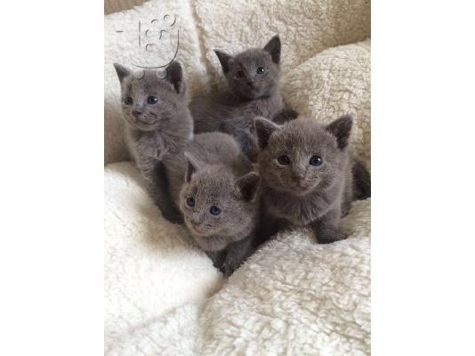 PoulaTo: Ρωσικά αρσενικά και θηλυκά γατάκια μπλε Διαθέσιμα προς πώληση